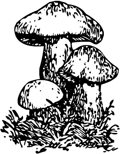 Pilzverein Büren